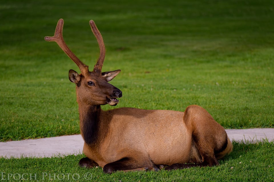 Elk