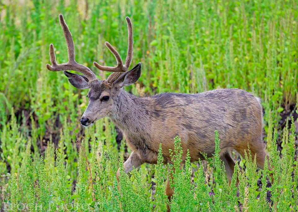 Mule Deer