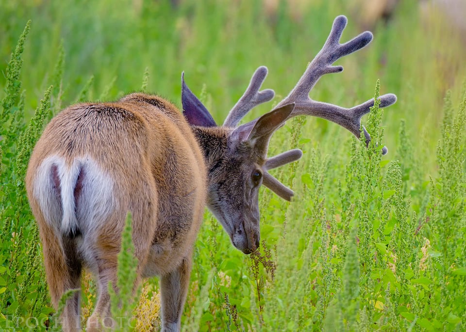 Mule Deer