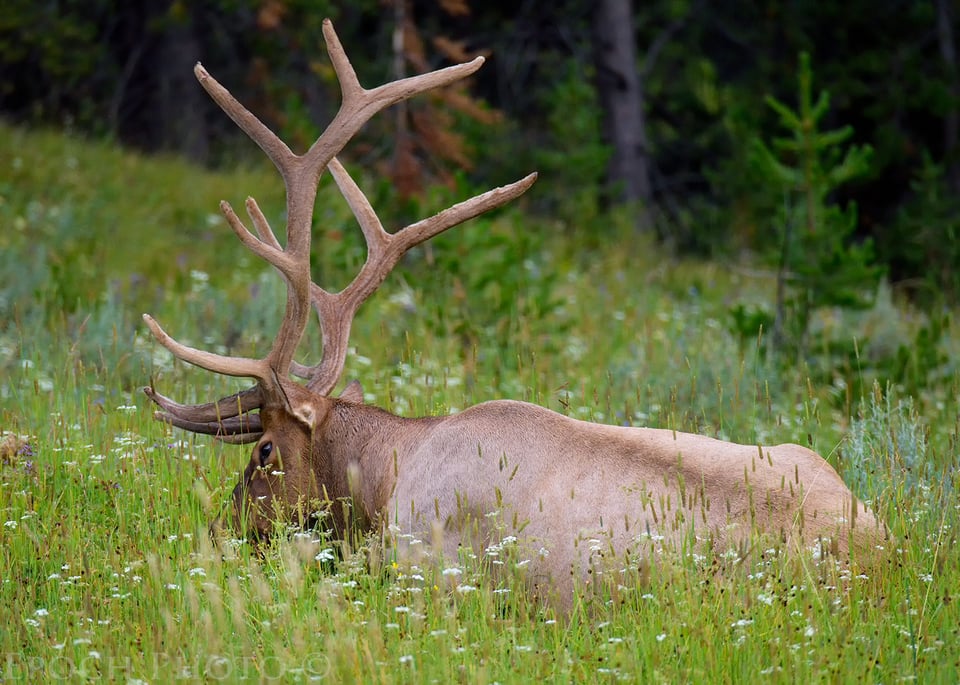 Elk