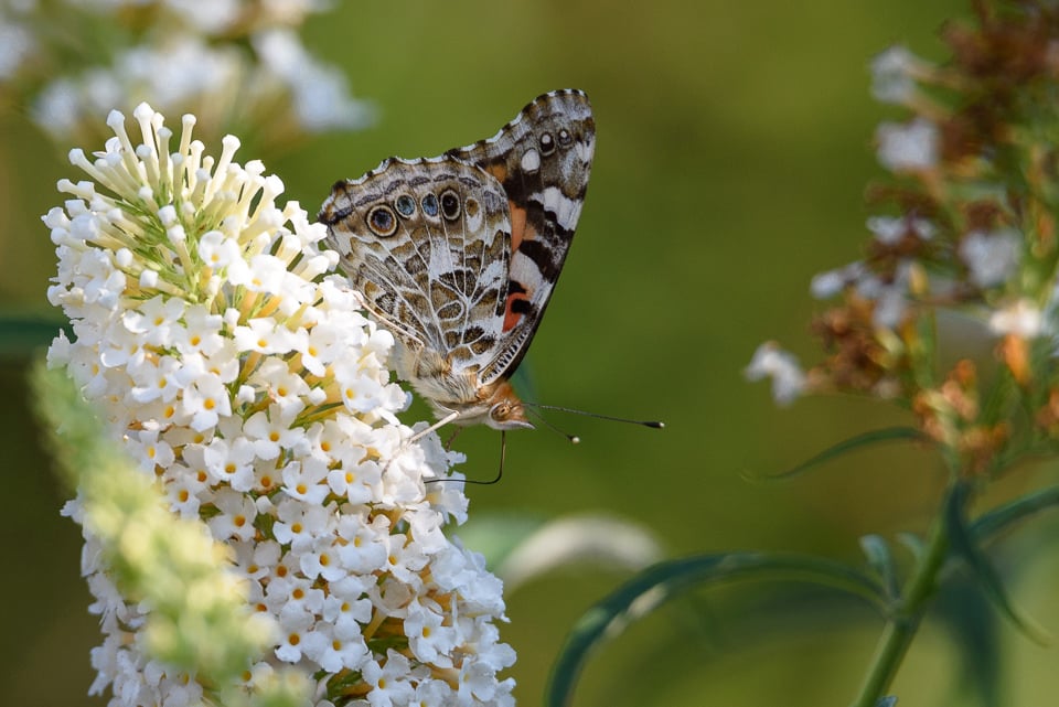 Butterfly Optimized