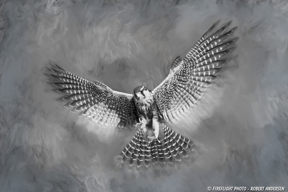 Aplomado Falcon Painted Final Painting Aplomado Falcon Painted Final Painting