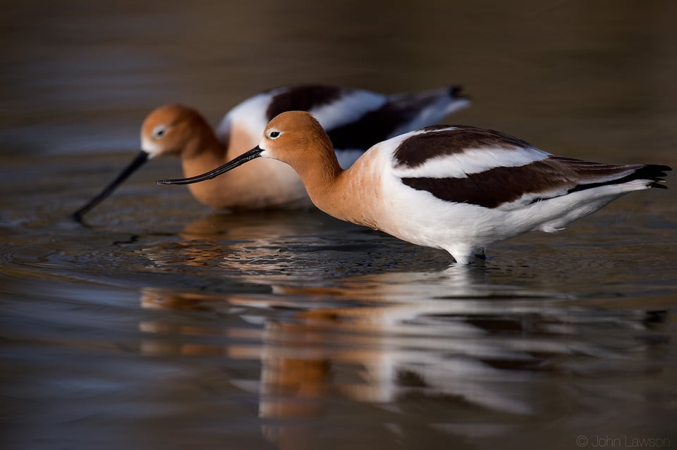 American Avocet ISO 450 f_5.6 1_3200s 600mm