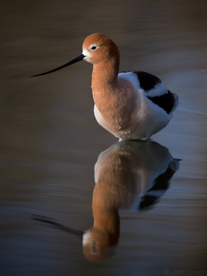 American Avocet ISO 640 f_5.6 1_4000s 600mm