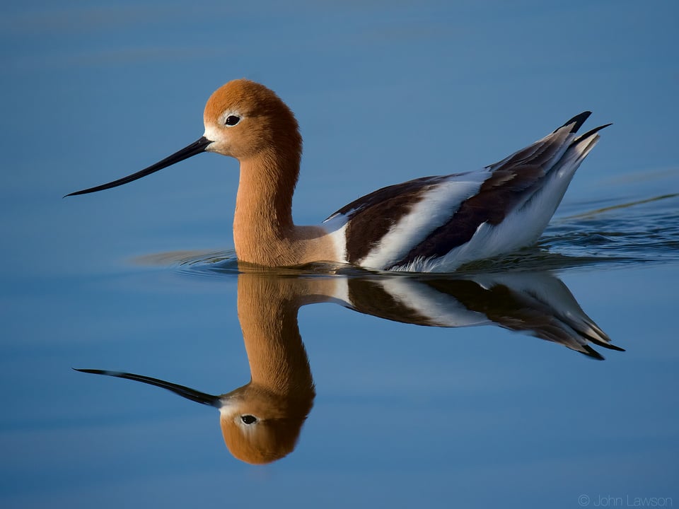 American Avocet ISO 640 f_8 1_3200s 600mm