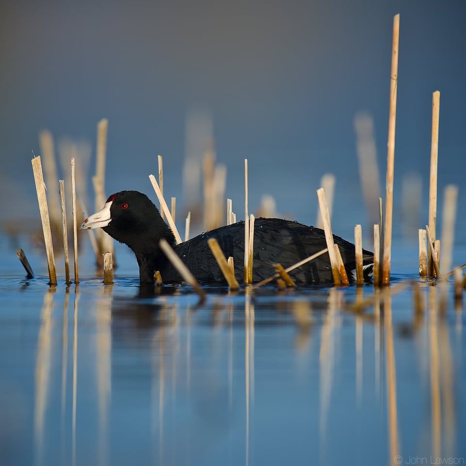 American Coot ISO 280 f_5.6 1_2000s 600mm