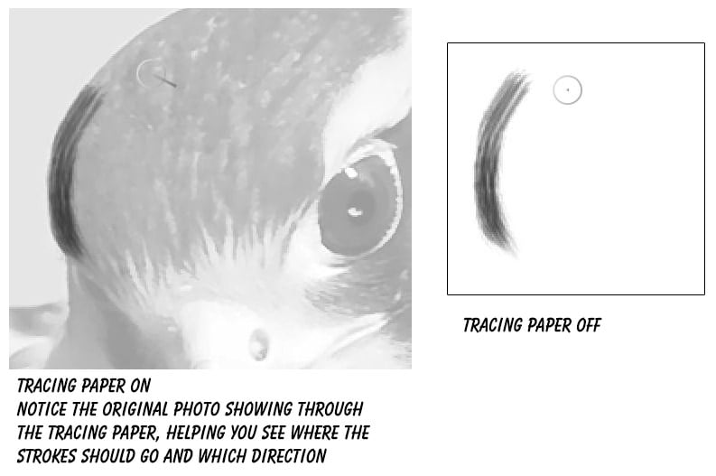 Aplomado Falcon Tutorial Steps 11 Aplomado Falcon Tutorial Steps 11