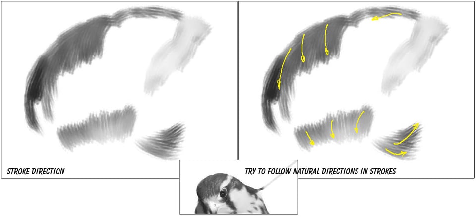 Aplomado Falcon Tutorial Steps 12 Aplomado Falcon Tutorial Steps 12