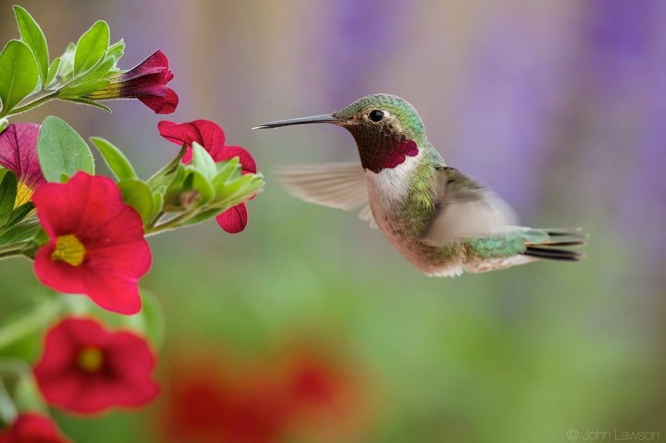 Broad-tailed Hummingbird (1) ISO 6400 f_7.1 1_2000s 600mm