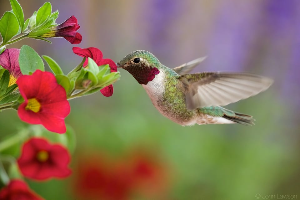 Broad-tailed Hummingbird (2) ISO 6400 f_7.1 1_2000s 600mm