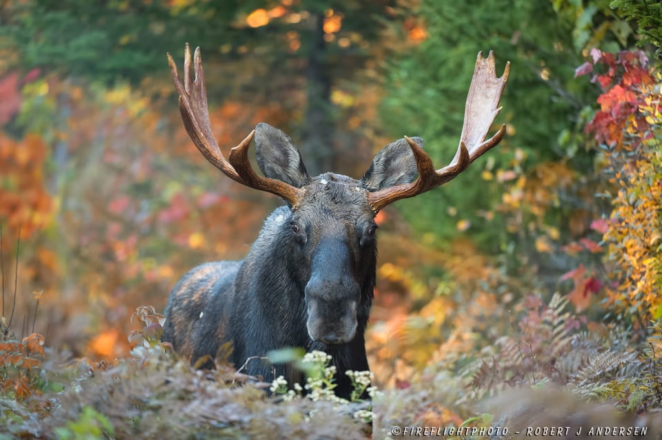 DSC1891-Bull-Moose-in-Foliage-Colors-up-Close---Sept-2014-Berlin-NH---D4s-200-400mm