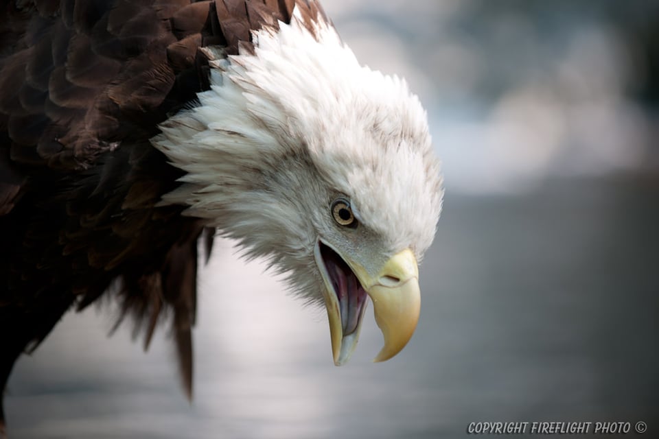 DSC6693 Screaming Bald Eagle