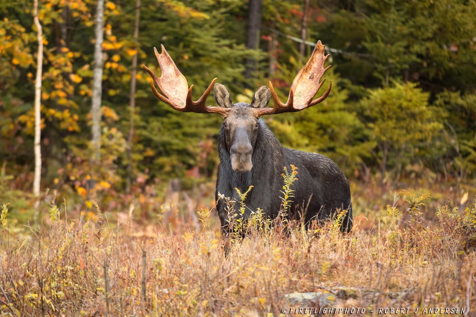 EABM001-DSC2093-Beautiful-Bull-Moose-in-Nice-Light-Sept-2014---Easton-NH---D4s-200-400mm