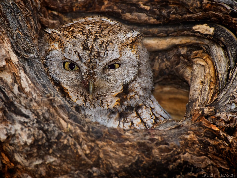 Eastern Screech-Owl ISO 400 f_8 1_250s 850mm