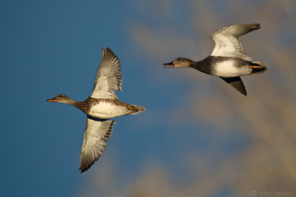 Gadwall ISO 560 f_7.1 1_2000s 850mm