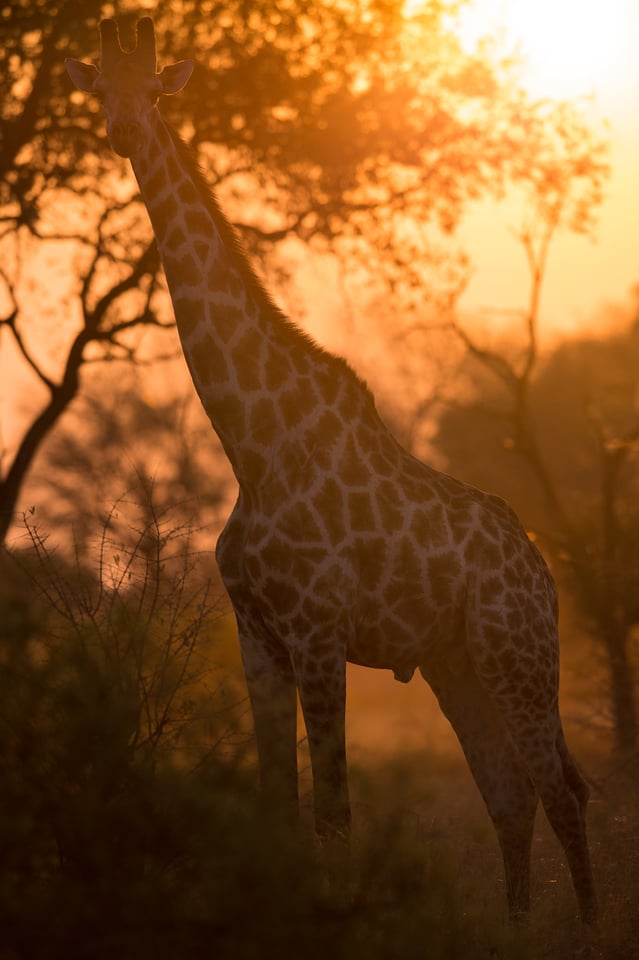 Giraffe Straight in the Sun
