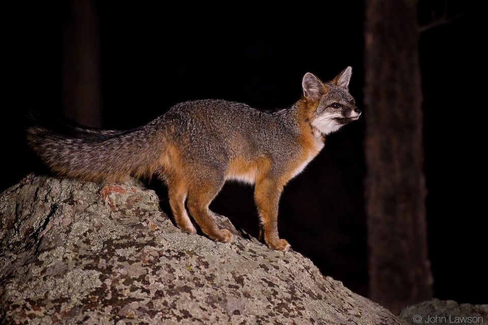 Gray Fox ISO 25600 f_2.8 1_200s 200mm