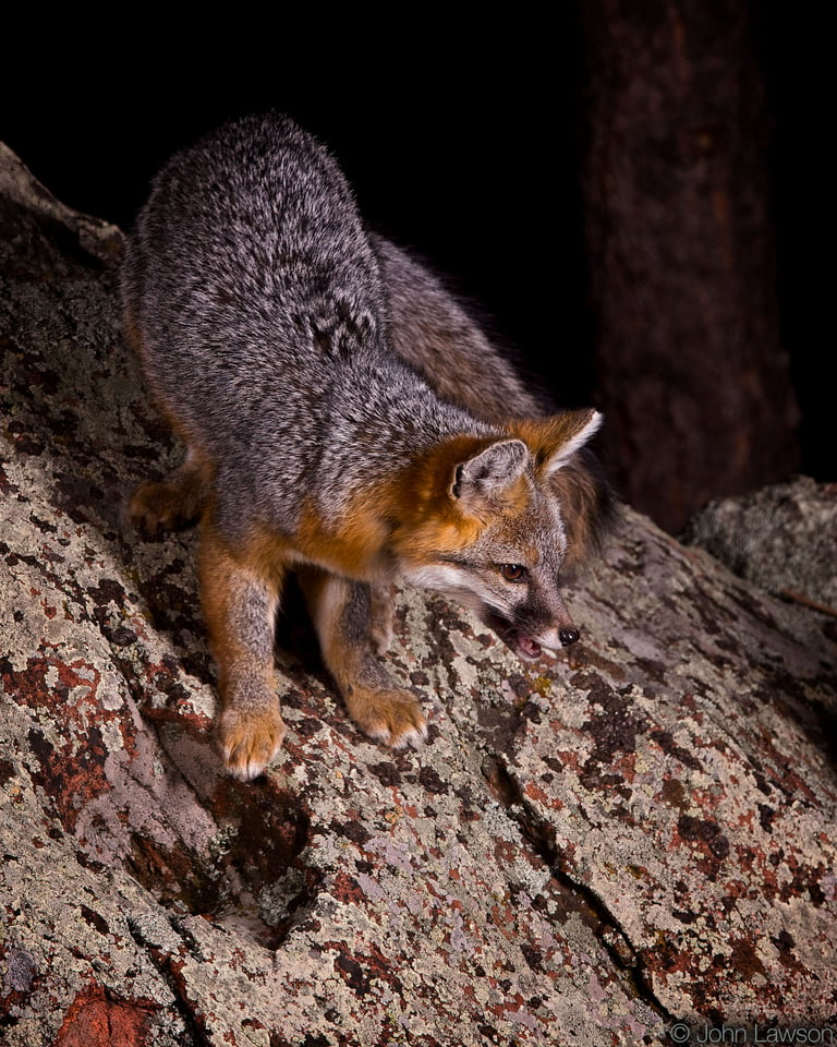 Gray Fox ISO 800 f_11 1_250s 310mm