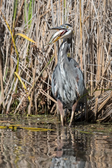 Great Blue Heron Eating Fish