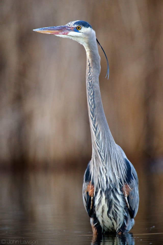 Great Blue Heron ISO 4500 f_6.3 1_800s 850mm