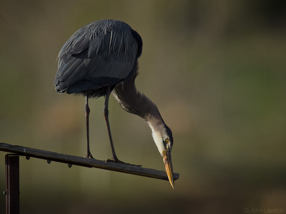 Great Blue Heron ISO 900 f_7.1 1_2500s 850mm