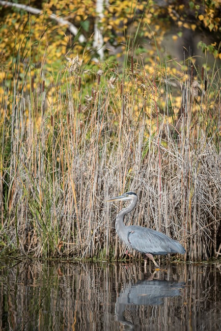 Great Blue Heron Walking