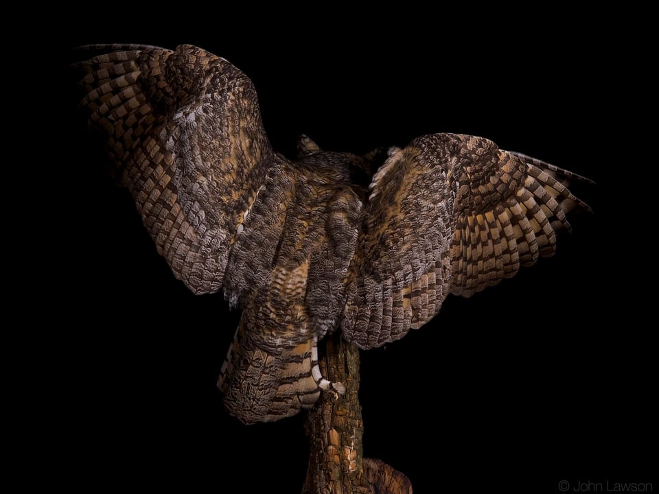 Great Horned Owl (2) ISO 1600 f_11 1_250s 180mm