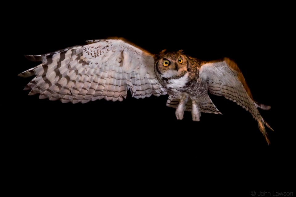 Great Horned Owl (3b) ISO 1600 f_11 1_250s 175mm