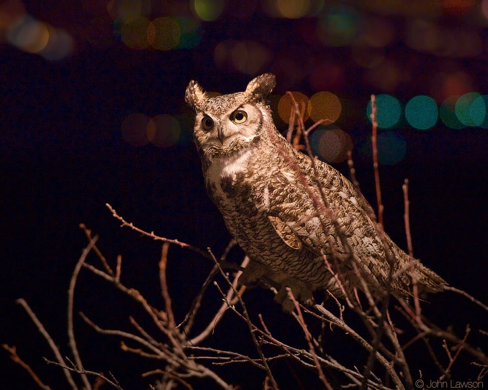 Great Horned Owl (4a) ISO 25600 f_4 1_250s 200mm No_NR