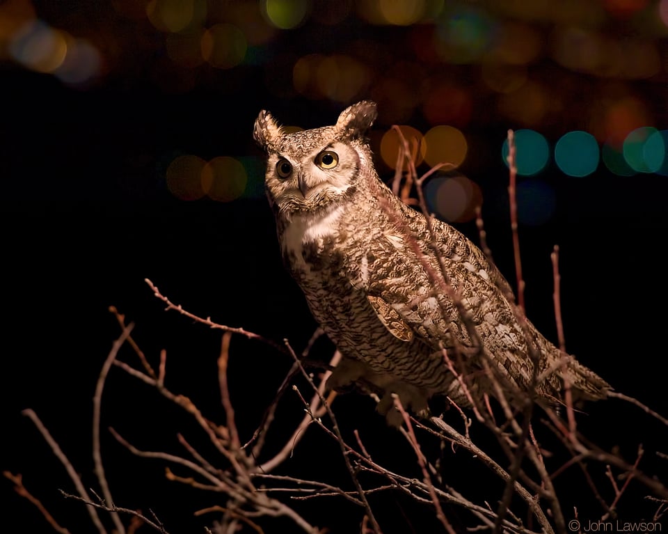 Great Horned Owl (4b) ISO 25600 f_4 1_250s 200mm NR