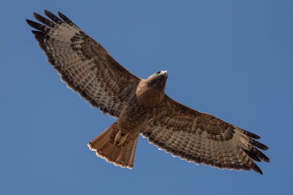 Hawk in Flight with 300mm f4 & 1.7x TC