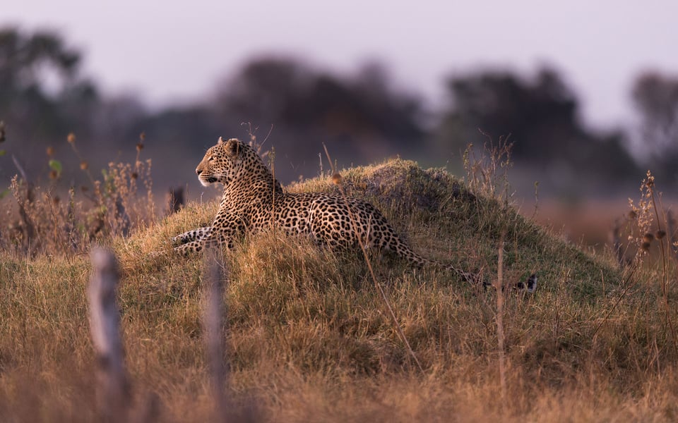 Male Leopard