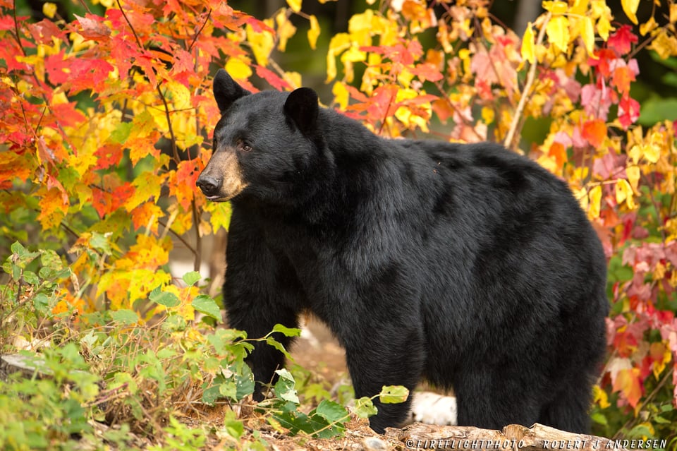 NHBB092-DSC1839-Female-Black-bear-in-Foliage-Sugar-Hill-NH-Sep-2014-D4s-600mm