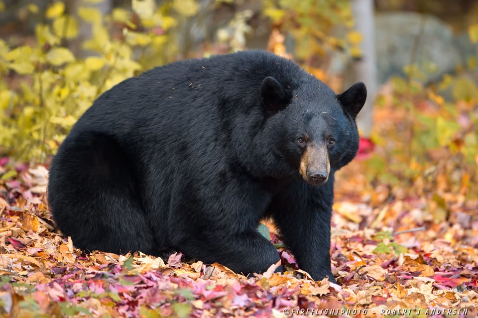NHBB094-DSC2227-Female-Black-bear-in-Foliage-Sugar-Hill-NH-Sep-2014-D4s-600mm