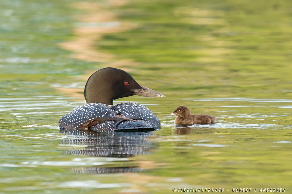 NHSL010-DSC7188-Loon-Parent-Proudly-Looking-At-1-Day-Old-Baby-Squam-Lake-NH-June-2014-D4s-800mm