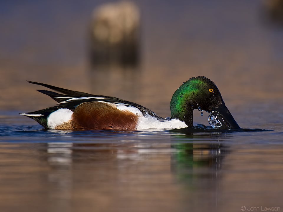 Northern Shoveler ISO 1400 f_10 1_2500s 1200mm