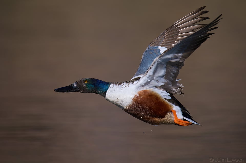 Northern Shoveler ISO 640 f_8 1_3200s 850mm