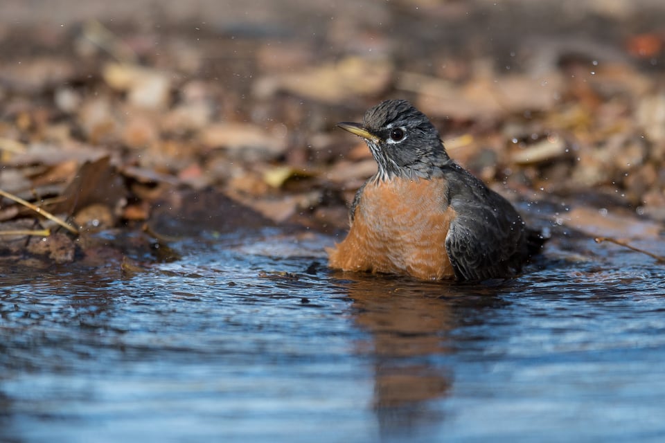 Robin Bathing