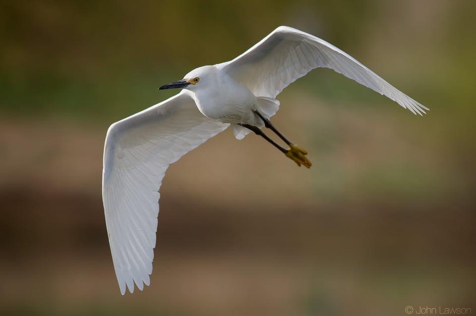 Snowy Egret ISO 1250 f_8 1_3200s 600mm