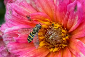 Vello extension tubes image 1