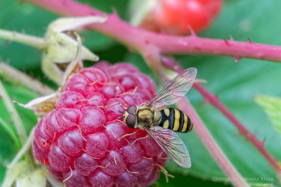 Vello extension tubes image 10