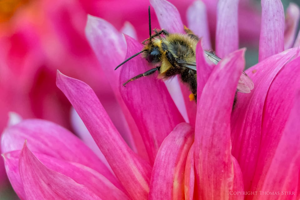 Vello extension tubes image 12 Vello extension tubes image 12