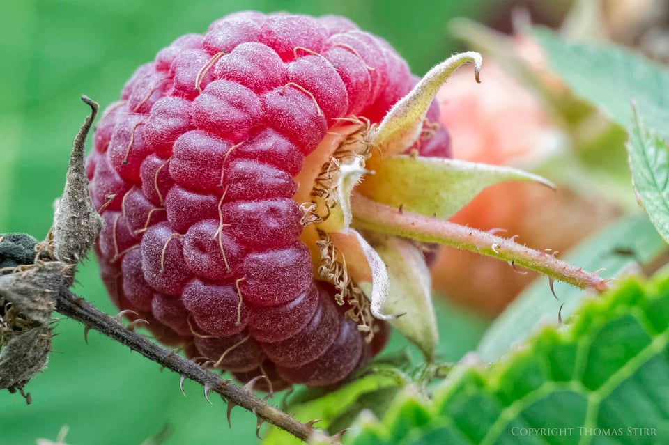 Vello extension tubes image 14