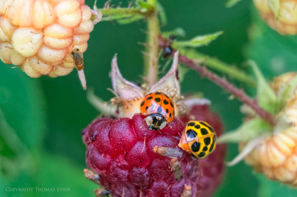 Vello extension tubes image 15