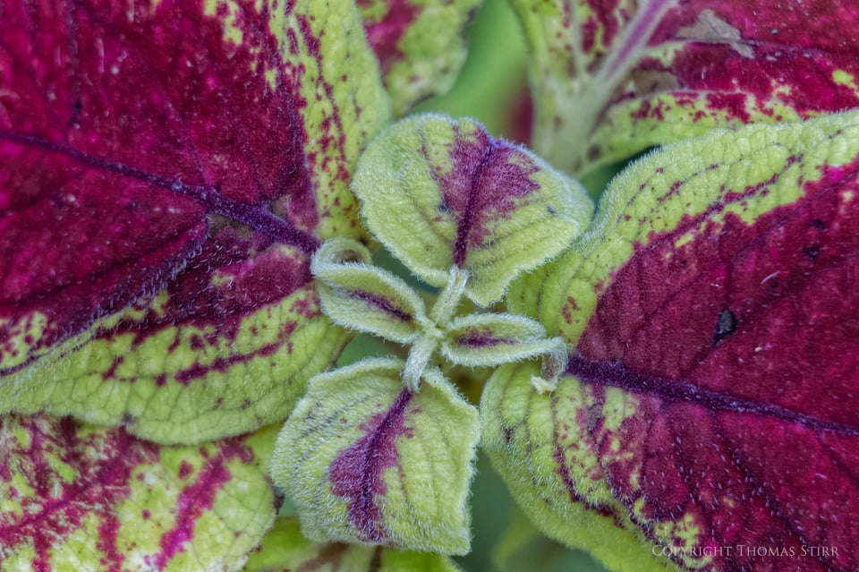 Vello extension tubes image 17 Vello extension tubes image 17