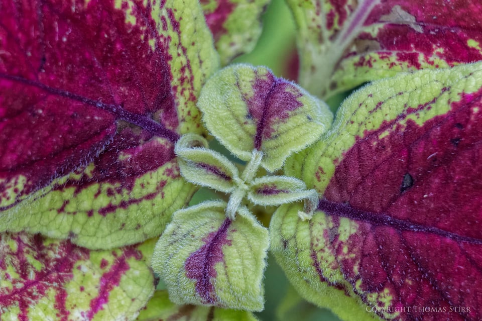 Vello extension tubes image 17