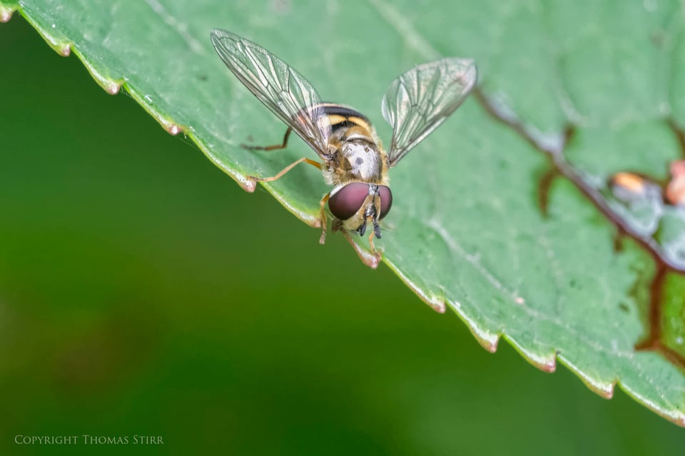 Vello extension tubes image 19 Vello extension tubes image 19