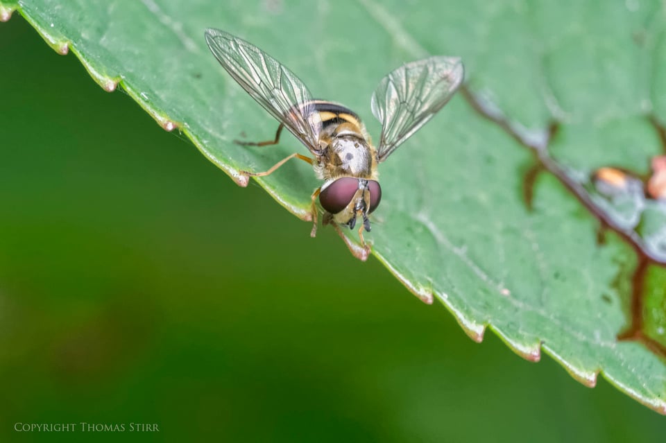 Vello extension tubes image 19