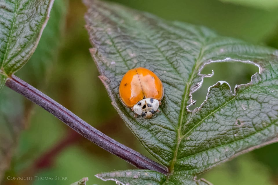 Vello extension tubes image 20