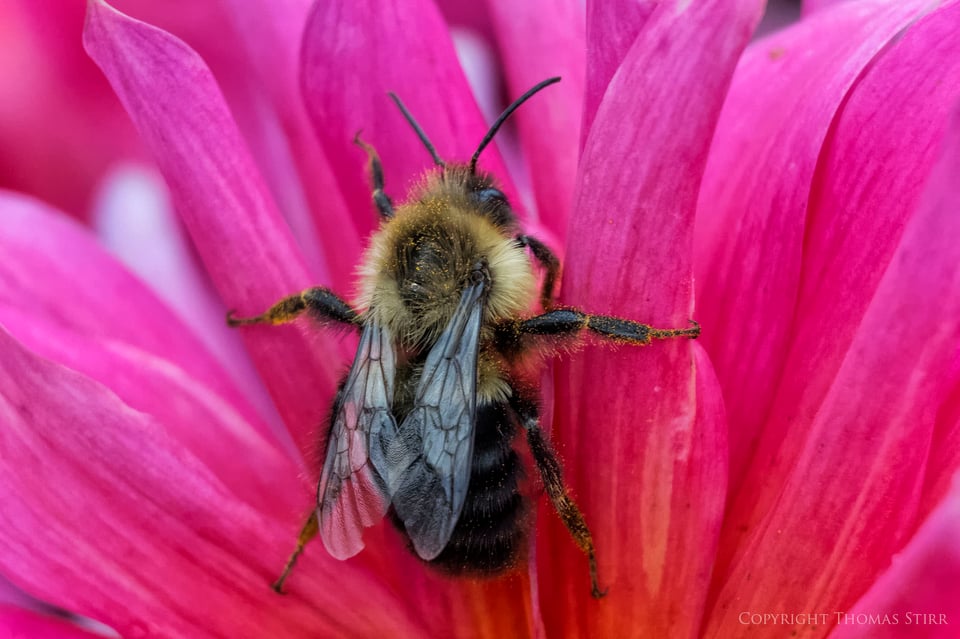 Vello extension tubes image 9